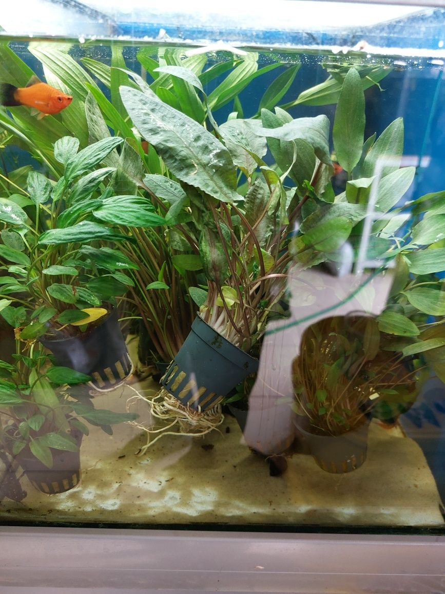 Rośliny do akwarium