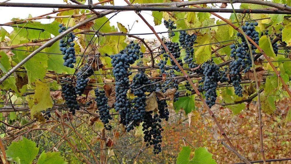 Срочно продам Виноград Кудрик, винный