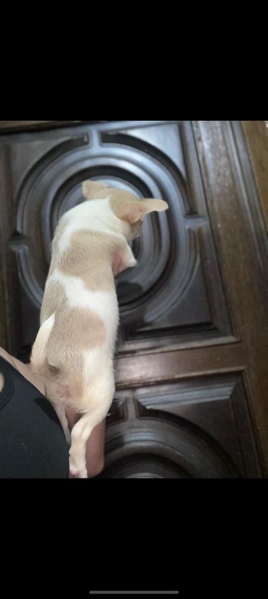 Chihuahua menino mini