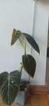 Philodendron melanochrysum