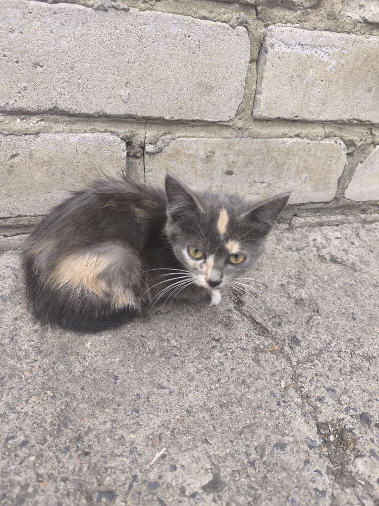 Котики шукають добрі руки