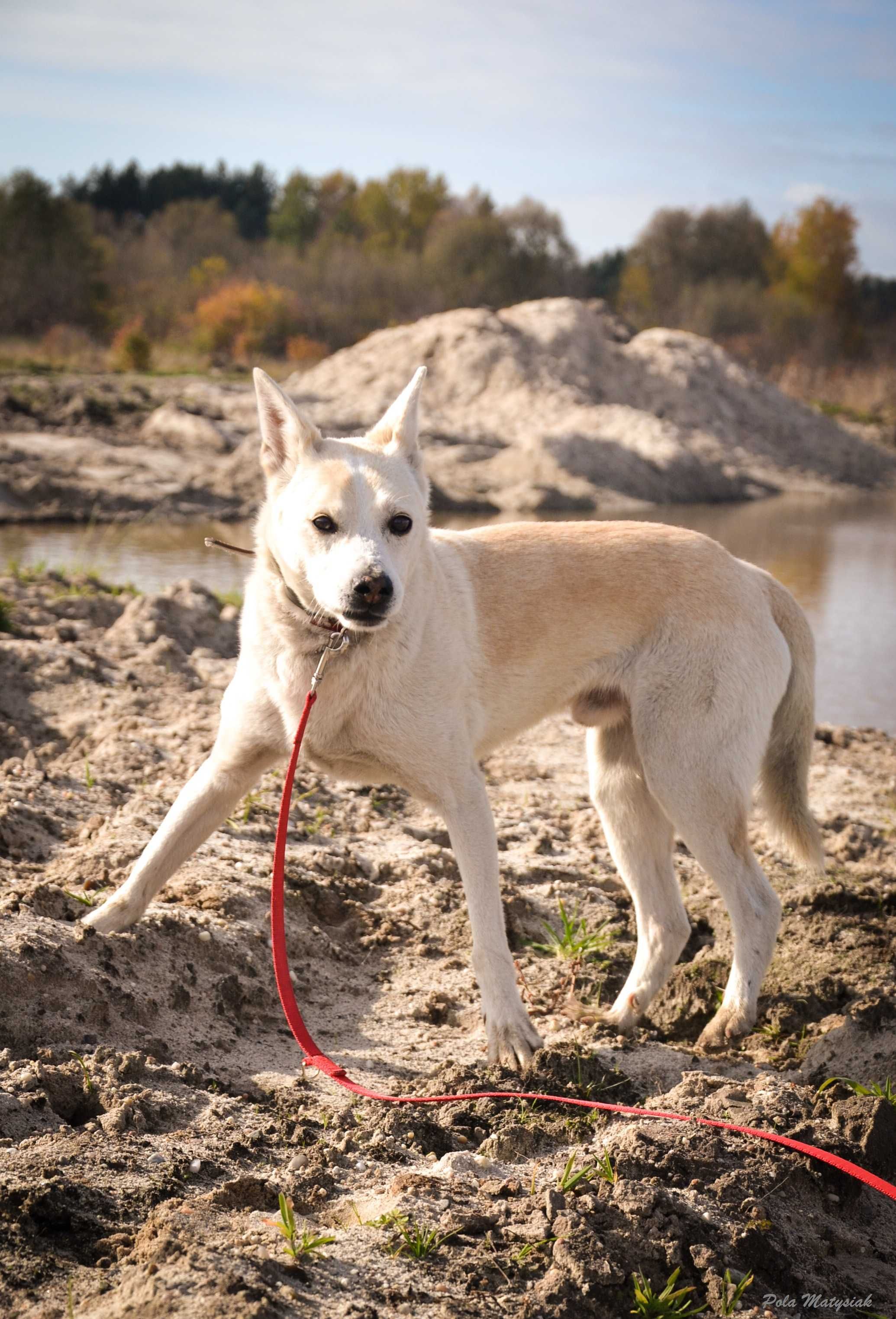 Wrażliwy piesek szuka domu !! Do adopcji !!