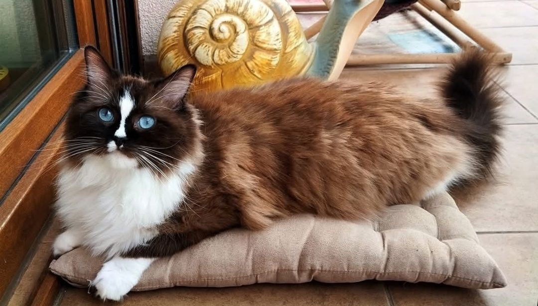 Ragdoll Mink ,kocurek,czekoladowy.