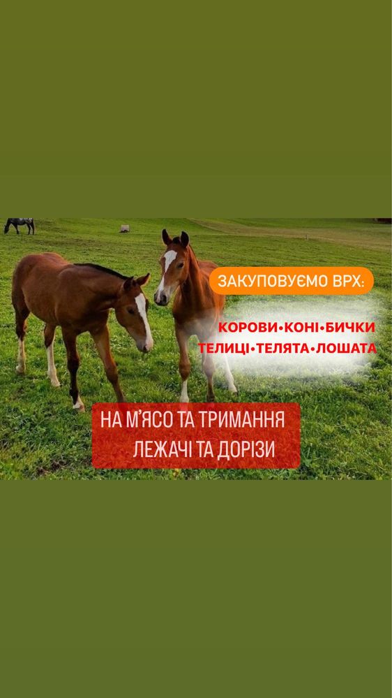 ВРХ, ковови, коні, бички, телиці
