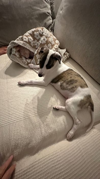 Chart Angielski Whippet