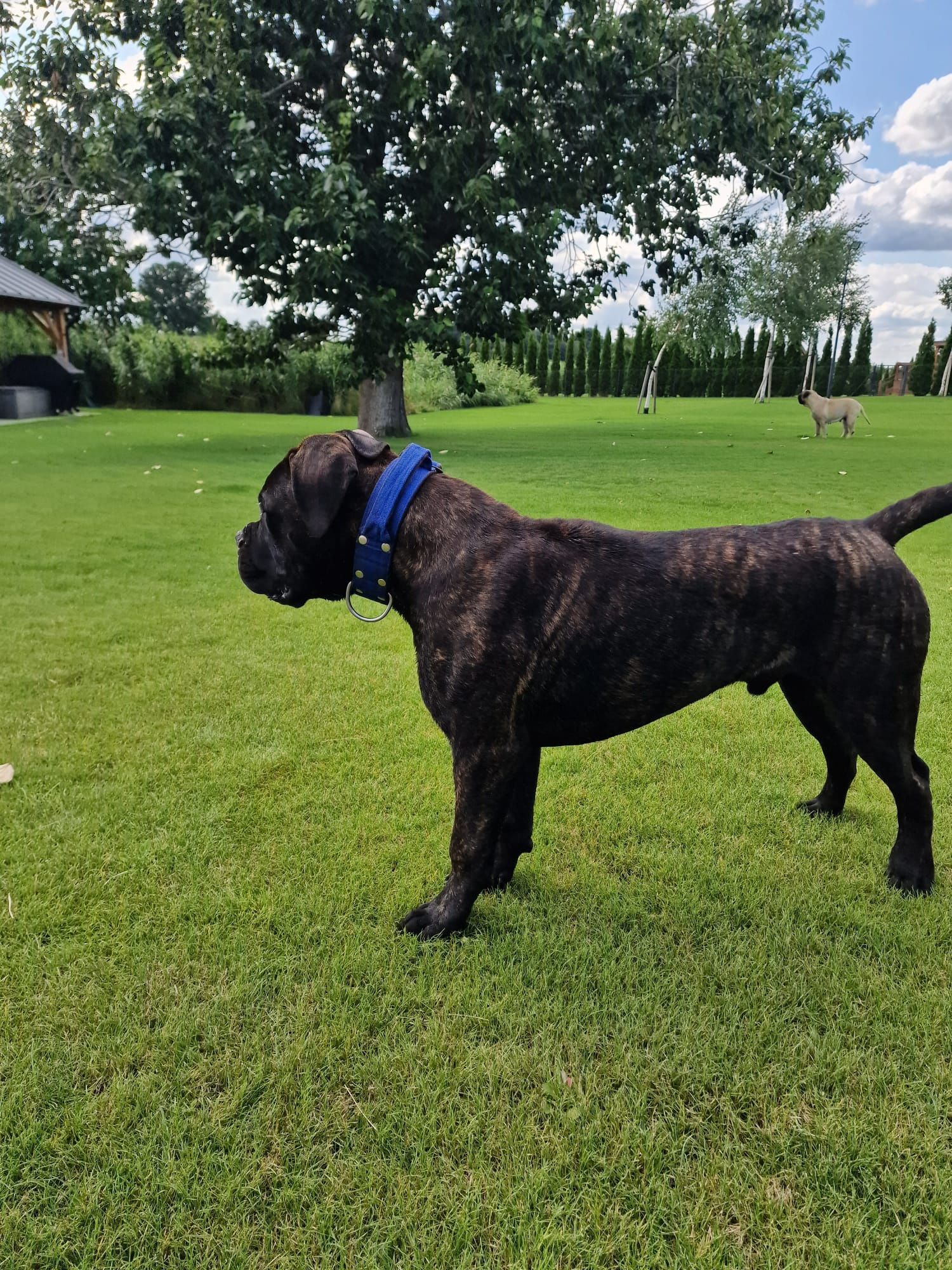 Szczenię Bullmastiff super rodowód FCI