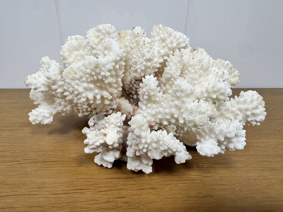 Coral Natural Branco