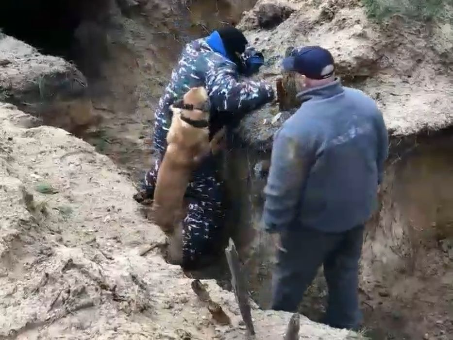 Дресирування підготовка навчання собак Київ кiнолог тестування