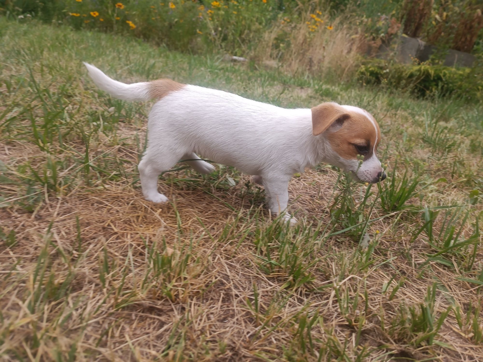 Jack Russell Terrier