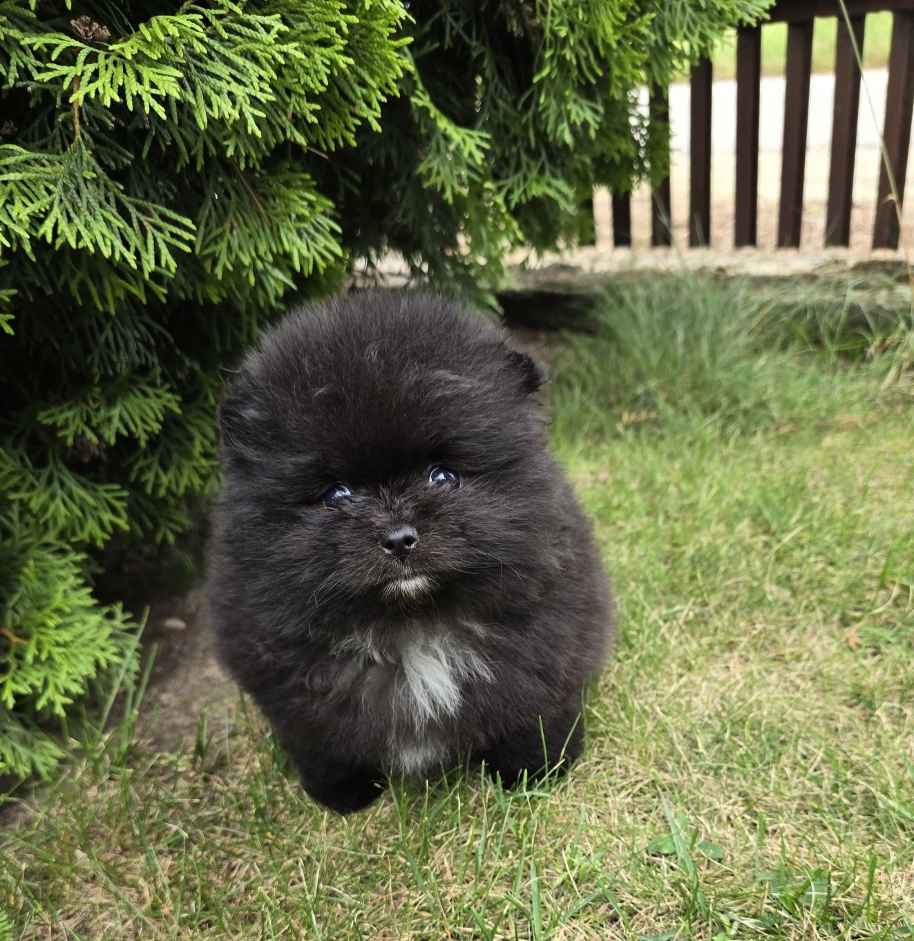 Piesek Szpic miniaturowy pomeranian