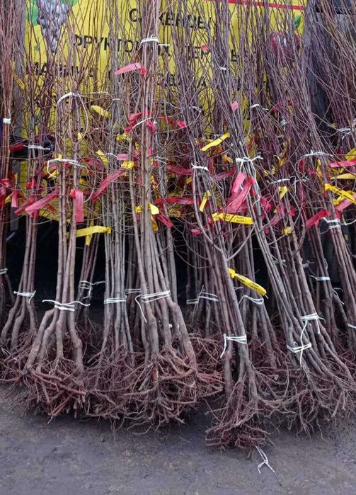 Розсада Полуниці Копана Касетна Малина Плодові дерева Саженцы клубники