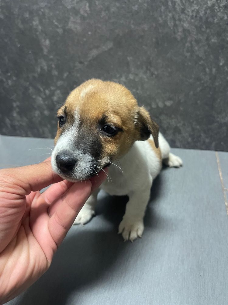Jack Russel Terrier Macho