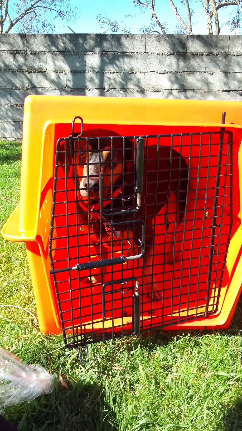 Caixa transportadora para cães
