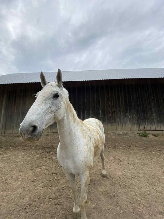 Klacz śląska sprzedam