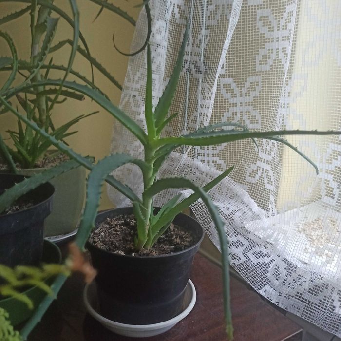 Aloes kwiat domowy