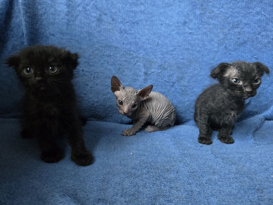 Кошенята сфінкс браш донський український левкой