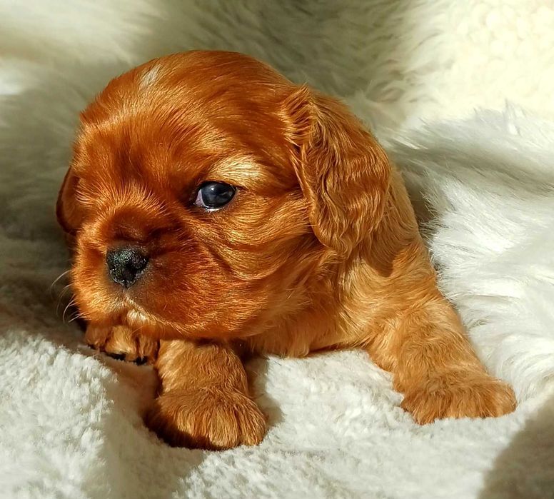 Cudowny rudy piesek Cavalier King Charles Spaniel FCI