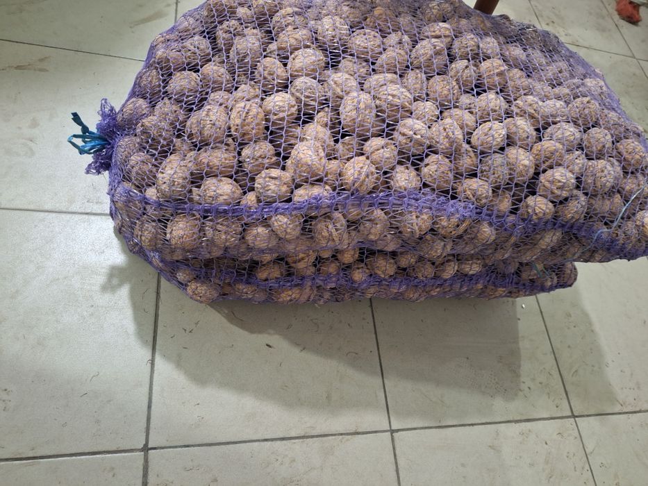 Грецький горіх врожай 2025 р