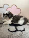 Piesek shih- tzu