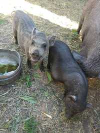 Свині в'єтнамські кабанчик і льошка