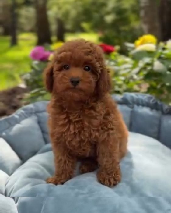 Красавчік   той пудель!