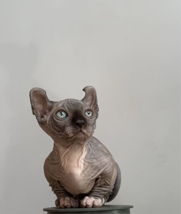 Двэльф   мальчик