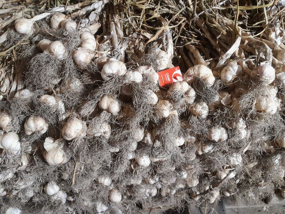 Czosnek wiosenny jarus