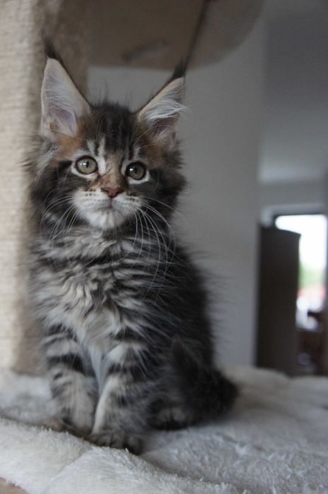 kotka Maine Coon - GOTOWA do odbioru - rodowód FPL -  na MIKOŁAJA