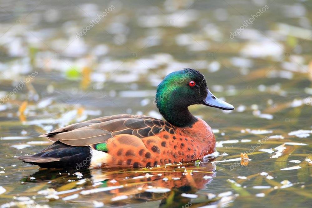 Patos Castanhos Autralianos