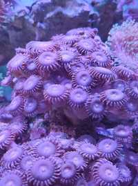Zoanthus reverse space monster - koral morski