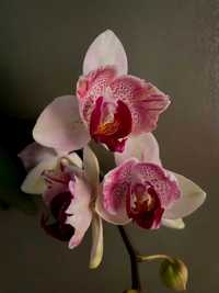 орхiдея фаленопсис Phalaenopsis Miki Ice Cube метелик