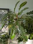 Filodendron Narrow Escape