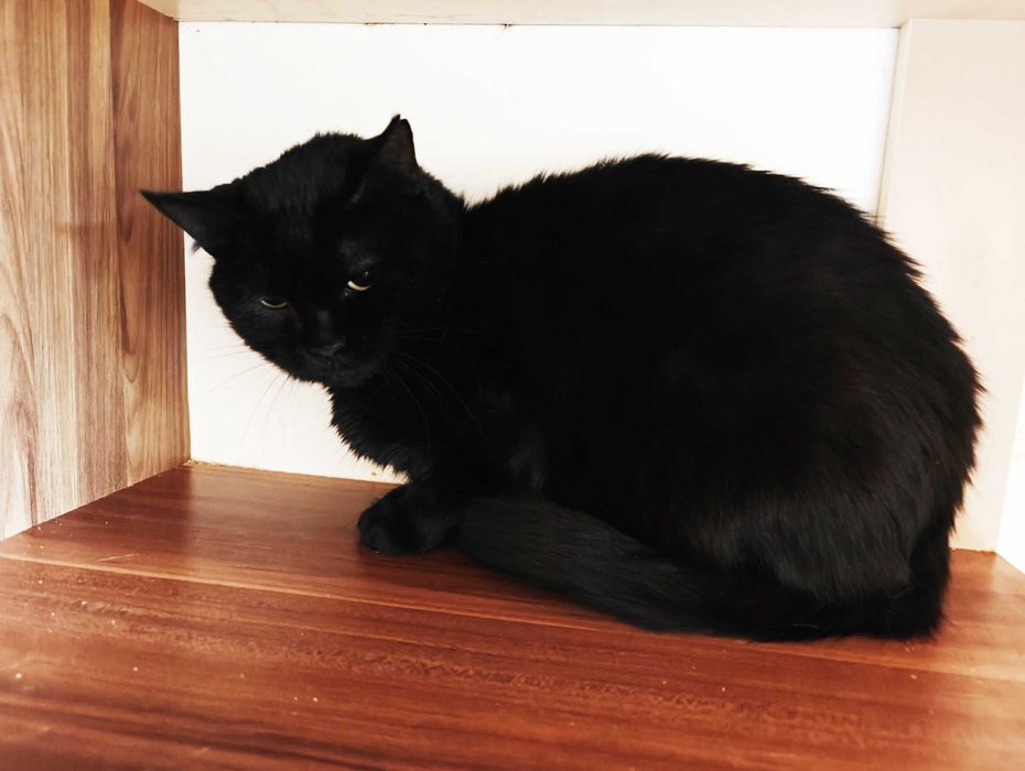Стильна чорна пантерка кішка Мока 4 роки буде найвдячнішою, дайте шанс