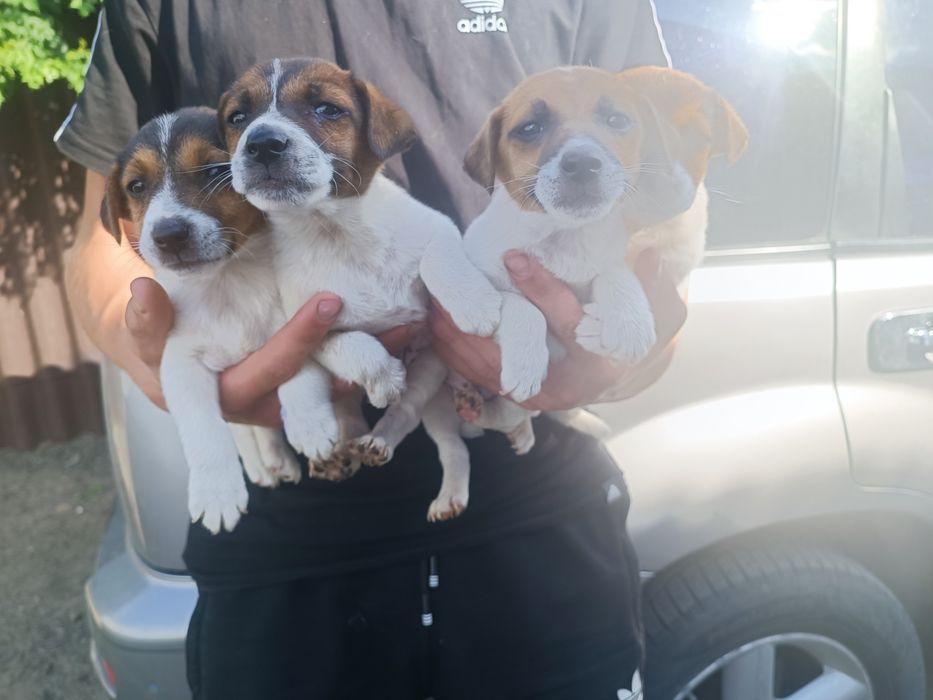 Джек-рассел-терьер мальчишки одесские