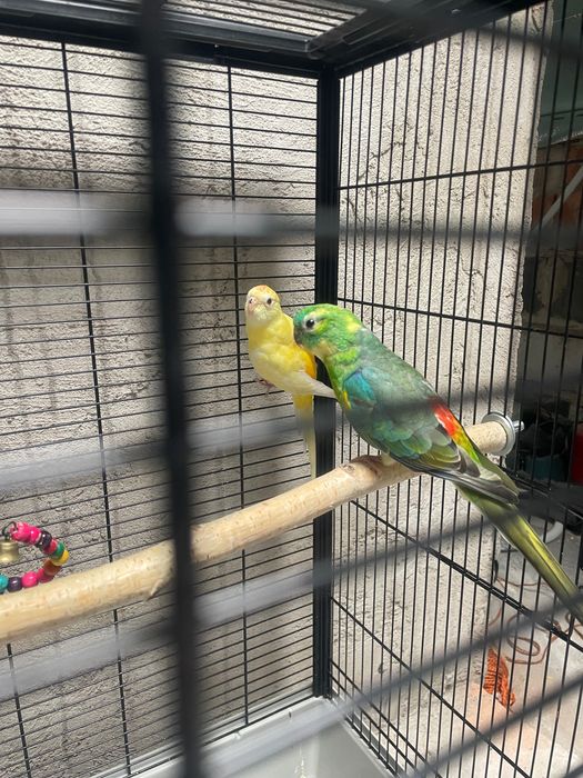 Różne ptaki kolorowe