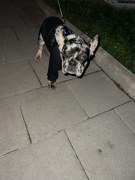 Французький бульдог