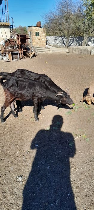 Кози англо нубіскі+аьпіскі