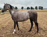 Zojka - 4 letnia klacz arabska
