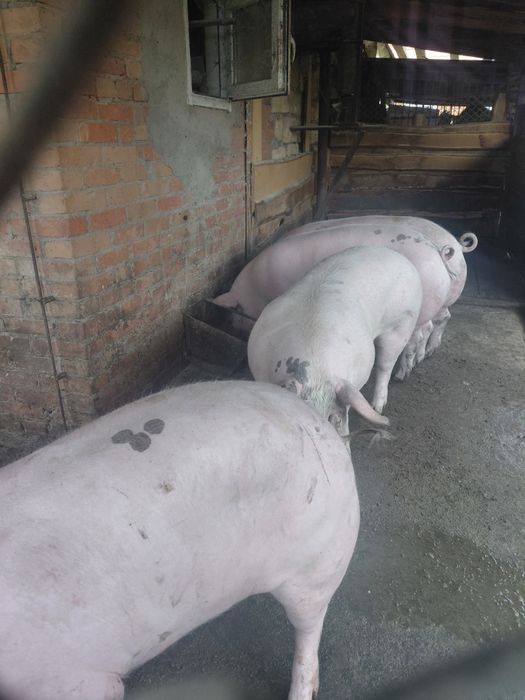 Продам свині живою вагою
