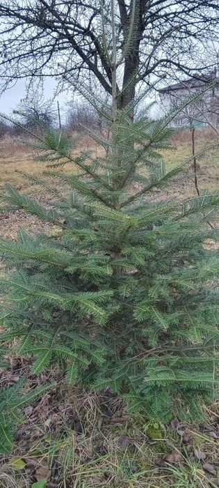 Продам живу ялинку від 1,5 метри