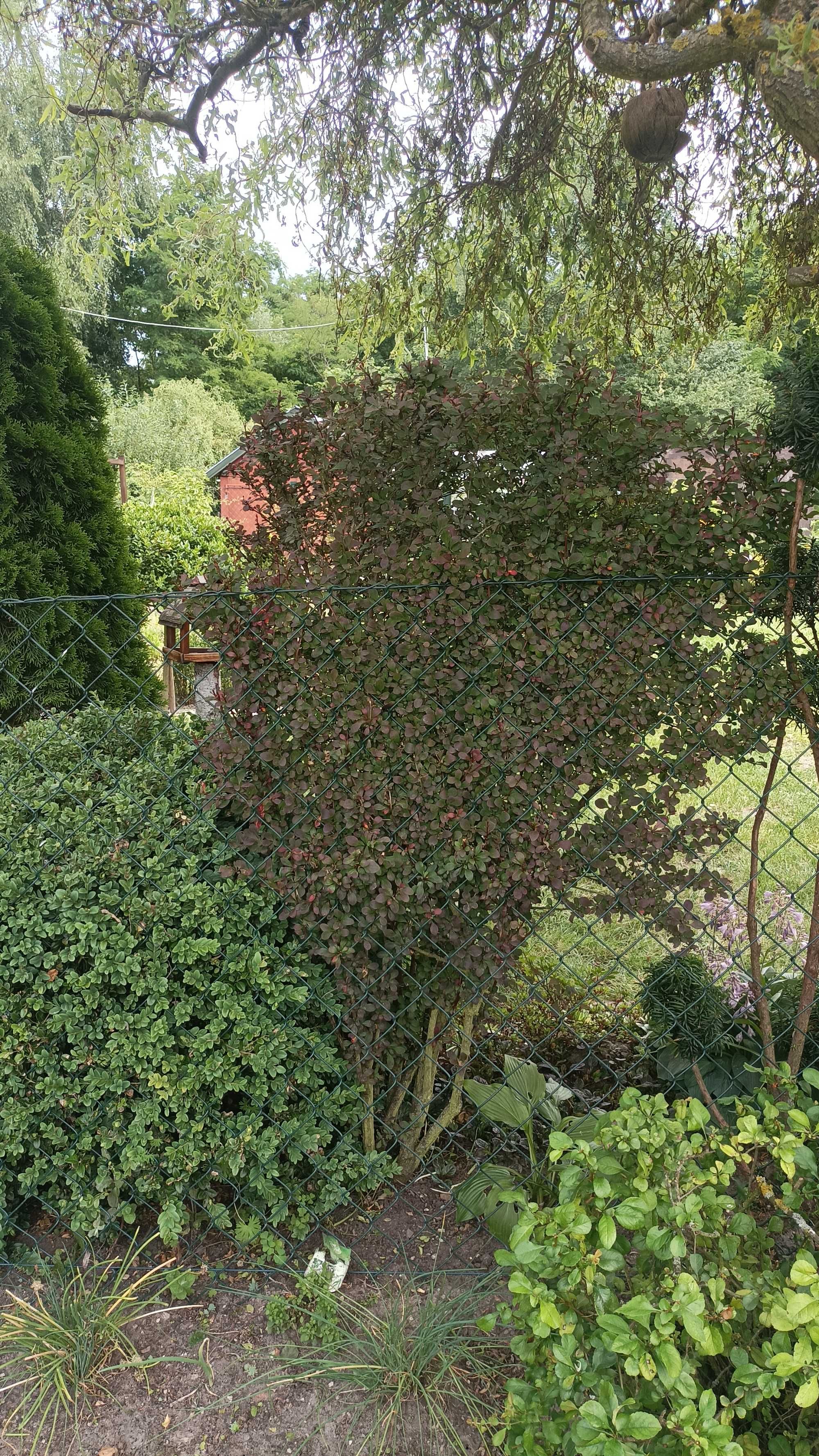 Berberys thunberga, duża wieloletnią roślina 1,5 m x 1 m ok. 13 lat