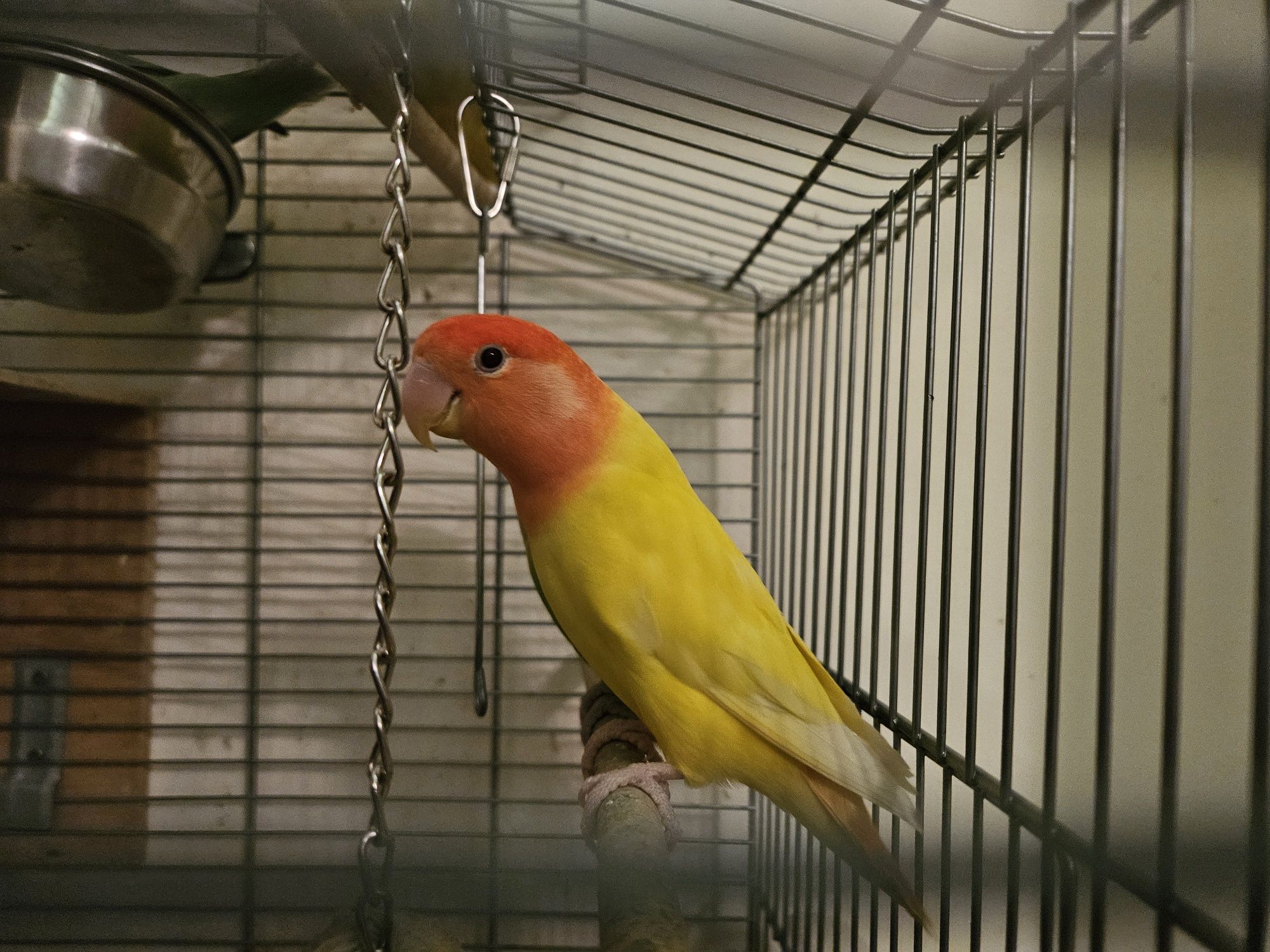 Papużka nierozłączka czerwonogłowa