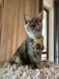 Kotka Maine Coon