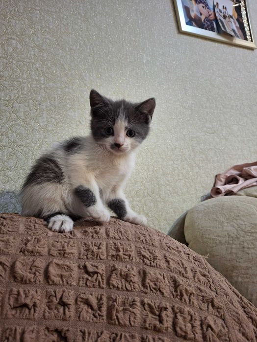 Котенок, котик, кошеня Первомайськ