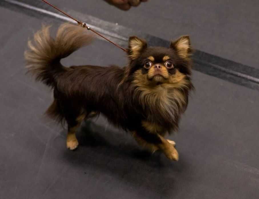 Chihuahua krótkowłosa suczka ZKwP FCI