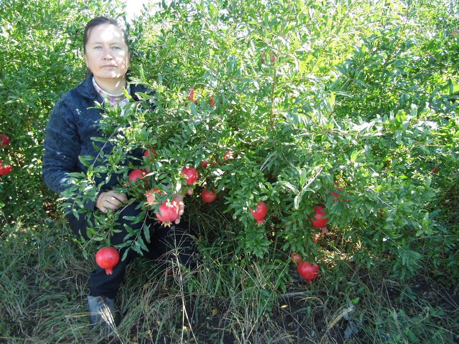 Саджанці граната  Гюлоша
