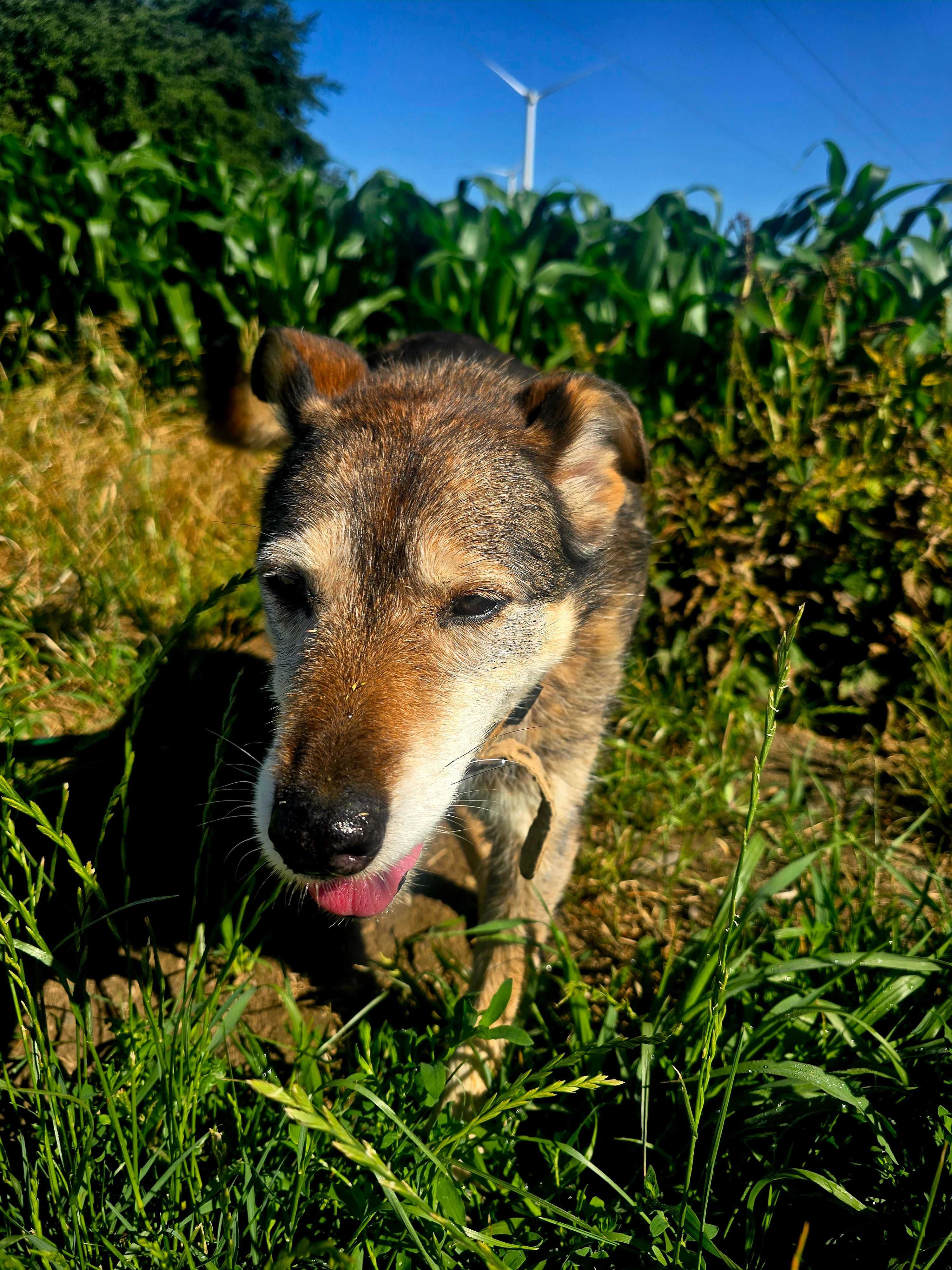 Bulochka - piękna i delikatna suczka szuka domu, adopcja, schronisko