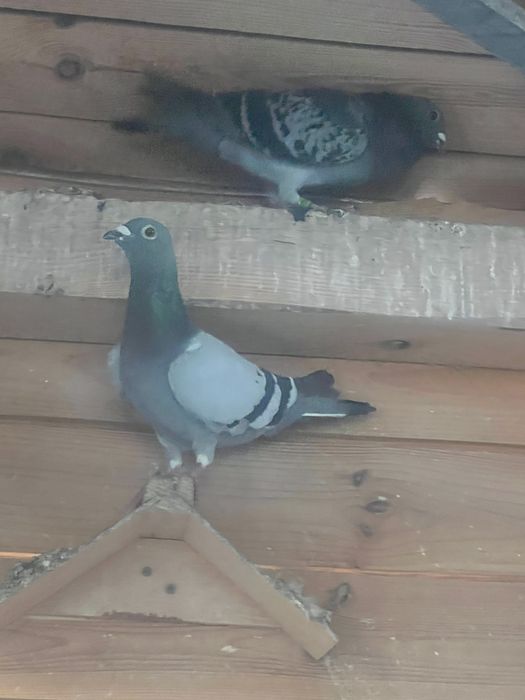 Golebie pocztowe oddam …….