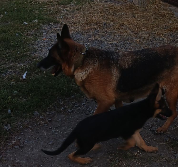 Продам дівчинку німецької вівчарки.