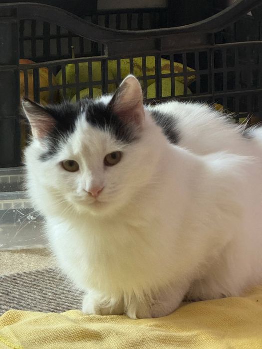 Безкоштовно кішка і кіт